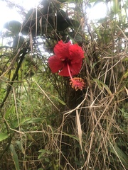 Hibiscus × archeri
