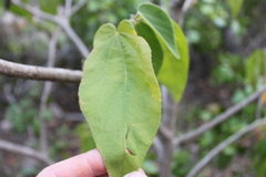 Helicteres jamaicensis