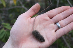 Helicteres jamaicensis