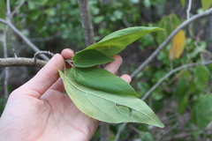 Helicteres jamaicensis