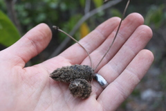 Helicteres jamaicensis