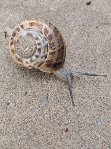 Eobania vermiculata