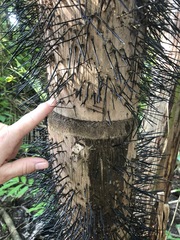 Cocoseae