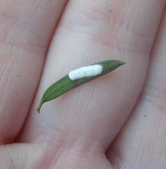 Pulvinaria camelicola
