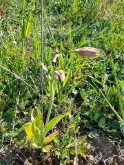 Fritillaria agrestis