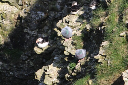 Paloma bravía (Columba livia)