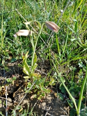 Fritillaria agrestis