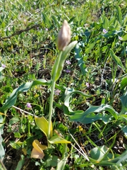 Fritillaria agrestis