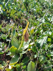 Fritillaria agrestis