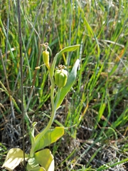 Fritillaria agrestis