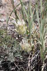 Astragalus lupulinus