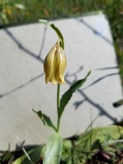 Fritillaria agrestis
