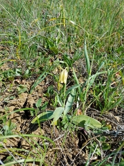 Fritillaria agrestis