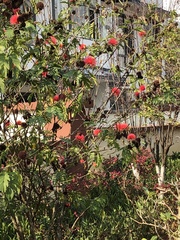 Calliandra haematocephala
