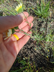 Layia gaillardioides