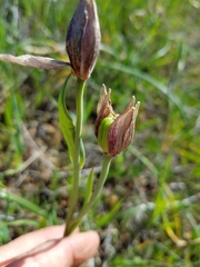 Fritillaria agrestis