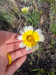Layia gaillardioides