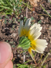 Layia gaillardioides