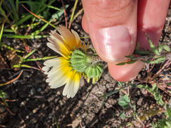 Layia gaillardioides