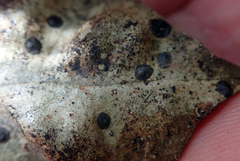 Lecanochiton scutellaris