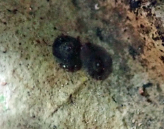 Lecanochiton scutellaris