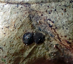 Lecanochiton scutellaris