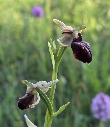 Bosom Orchid (Ophrys mammosa)