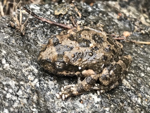 California Tree Frog