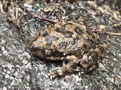 California Chorus Frog photo 5