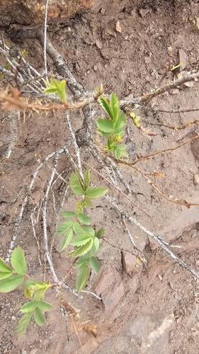 Woods' rose (Rosa woodsii)
