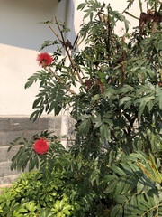Calliandra haematocephala