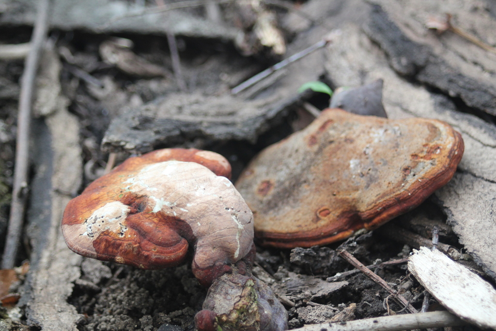 Ganoderma curtisii · April 2026 · photo: © odawgie (iNaturalist, cc-by)
