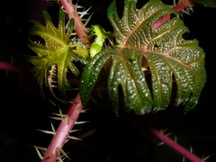 Urera laciniata
