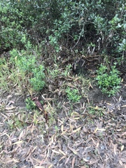 Hazardia squarrosa grindelioides