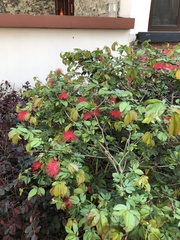 Calliandra haematocephala