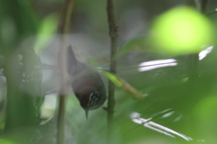 Cantorchilus semibadius