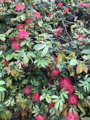 Calliandra haematocephala