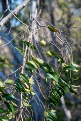Diospyros salicifolia