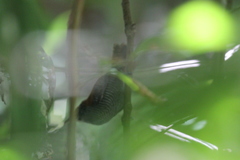 Cantorchilus semibadius