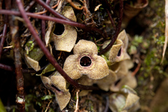 Asarum taipingshanianum