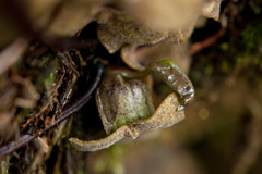 Asarum taipingshanianum