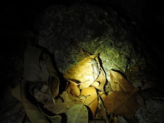 Gnaphalodes trachyderoides