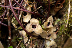 Asarum taipingshanianum
