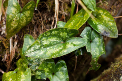 Asarum taipingshanianum