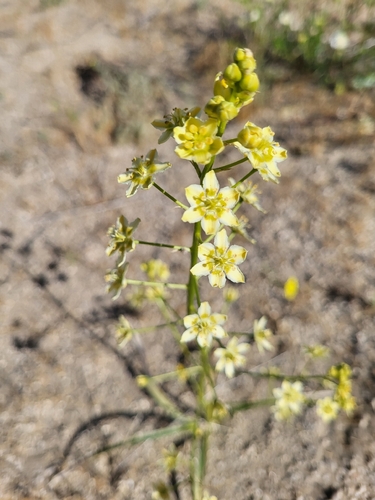 Desert deathcamas (Toxicoscordion brevibracteatum)