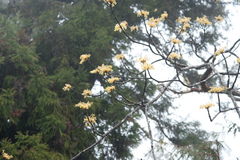 Sassafras randaiense