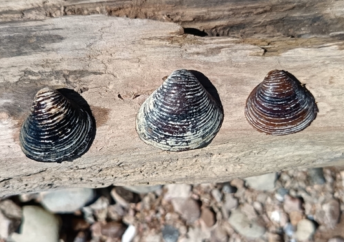 Corbicula fluminea