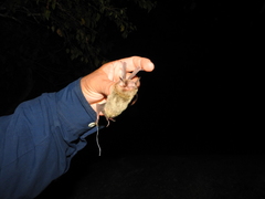 Pteronotus mesoamericanus