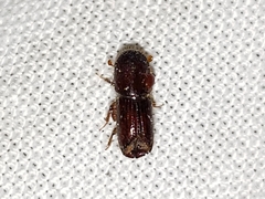 Ips grandicollis
