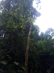 Hippomane mancinella